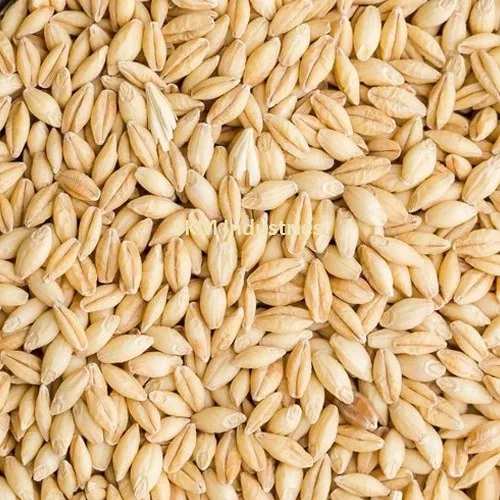 Barley seed